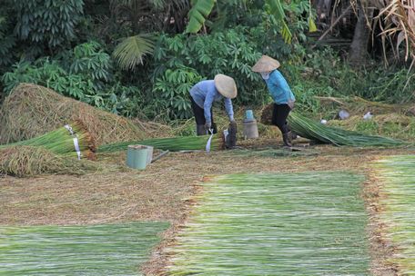 Vũng Liêm định hướng duy trì 310ha trồng lác, nhằm tạo nguồn nguyên liệu cho phát triển tiểu thủ công nghiệp và các làng nghề xe lõi lác.