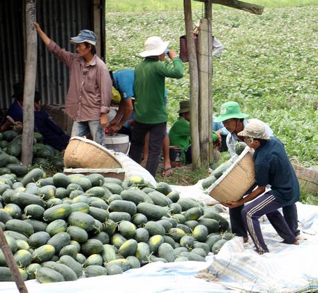 Sản xuất dưa hấu tết tương đối thuận lợi. Tại Bình Tân, đã có 40ha dưa hấu xuống giống sớm cho thu hoạch.