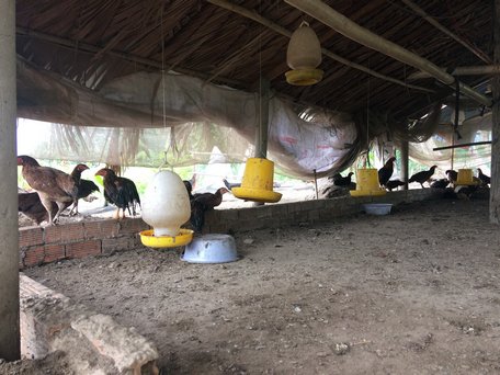 Khuyến khích chăn nuôi gà theo mô hình đệm lót sinh học, đảm bảo môi trường, nâng chất lượng sản phẩm.