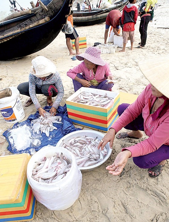 Giá cá khoai bán tại bến khoảng 50.000 - 70.000 đồng/kg