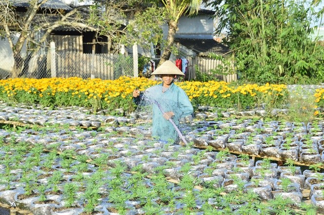 Chăm sóc hoa kiểng tết ở làng hoa Phó Thọ - Bà Bộ