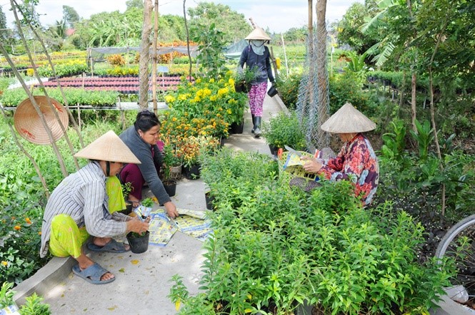 Người dân ở làng hoa Sa Đéc chuẩn bị giao bán các loại hoa công trình cho khách hàng ở TP.HCM
