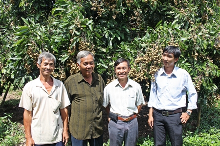 Vườn nhãn Ido của ông Tám Líp (thứ 2, bên trái) cho trái oằn cây và thường xuyên có khách đến tham quan, học hỏi kinh nghiệm sản xuất.