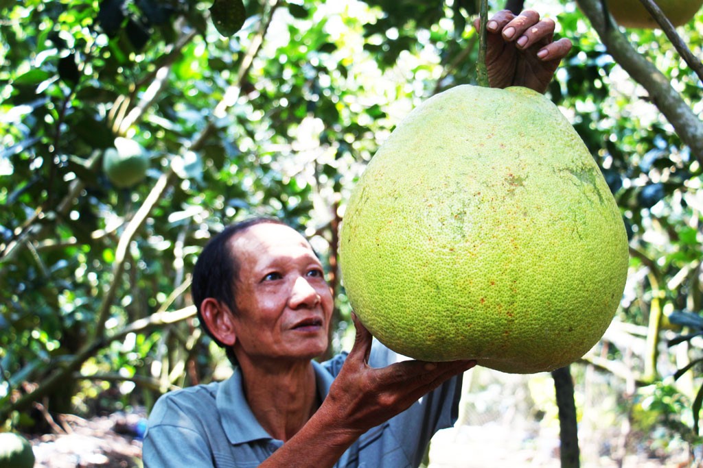 Ông Ngô Văn Tám bên những trái bưởi thúng to đùng, nặng từ 8-10kg/trái.