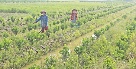 Người dân ấp Ba Chùa tích cực chuyển đổi cơ cấu cây trồng, vật nuôi để nâng cao thu nhập, đời sống. 