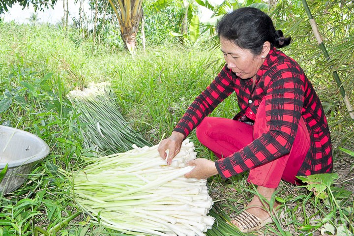 Mỗi ngày, bà Huỳnh Thị Ngọc Hạnh ở ấp Tam Sóc D2 thu mua từ 50kg đến 100kg bồn bồn tươi để làm dưa.