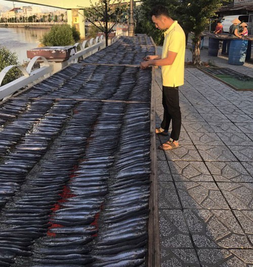 Do không bán được, nhiều hộ nuôi cá kèo mang cá ra phơi khô