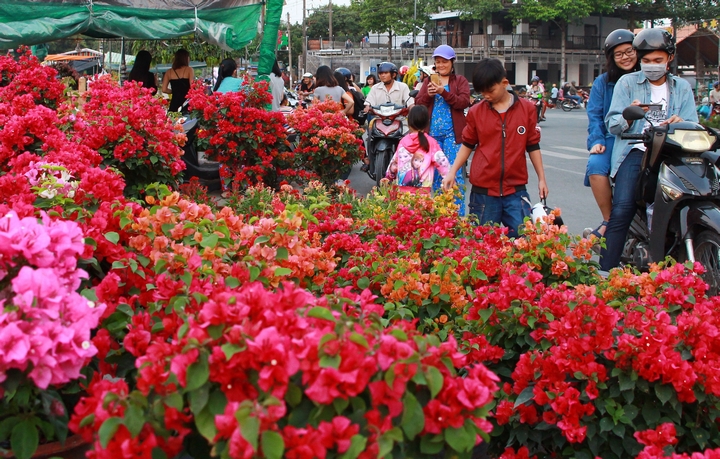 Chợ hoa đang ngập tràn sắc màu xuân, tạo nên một điểm nhấn nên thơ giữa lòng thành phố sôi động.