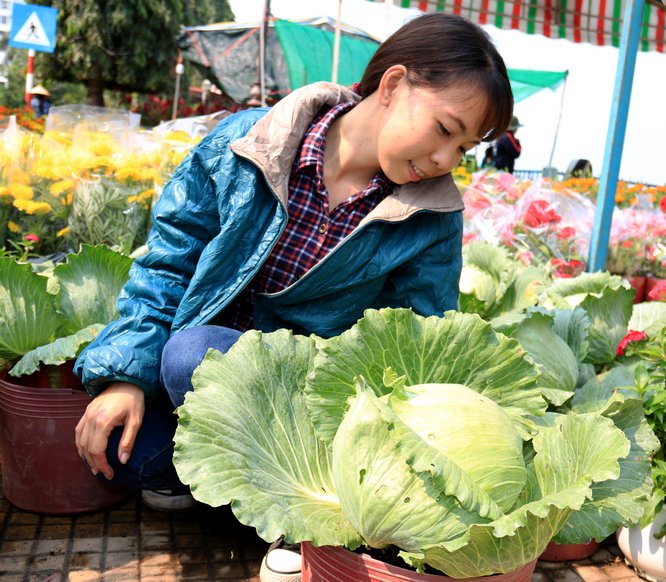  Theo chị Lê Thị Cẩm Quý, dù chỉ mới lên bắp cải được vài ngày nhưng chị đã bán được 70 chậu với giá 50.000 đ/chậu, bởi chúng trong như những bông hồng xanh “khổng lồ”.