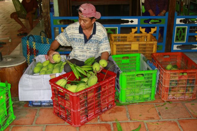Giá mua xô tại vườn là 22.000 đ/kg, thương lái sẽ phân loại xoài loại I giá 25.000 đ/kg bán ở Hà Nội, loại II giá 17.000 đ/kg bán ở TP Hồ Chí Minh, loại III giá 4.000 đ/kg bán tại địa phương.