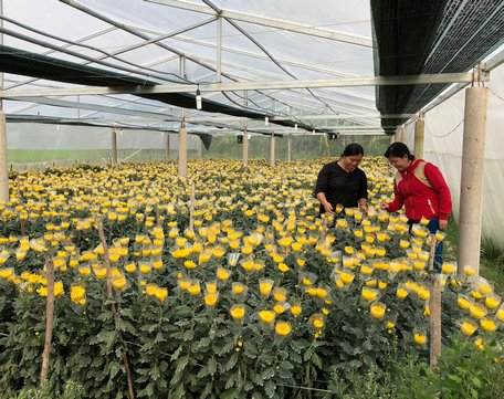 Khu nhà kín 3.000m2 trồng toàn hoa cúc các loại đang nở vàng rực.