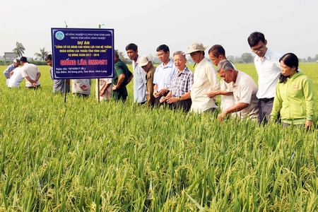 Dự án “củng cố và nâng cao năng lực cho hệ thống nhân giống lúa thuần tỉnh Vĩnh Long giai đoạn 2016- 2020” vụ Đông Xuân 2017- 2018 tại xã Song Phú (Tam Bình).