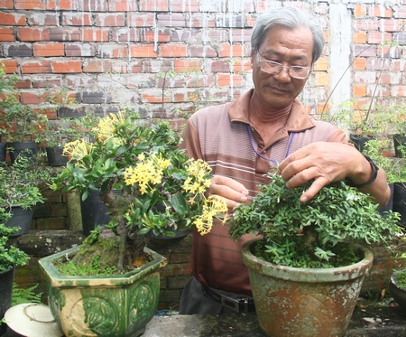 Nghệ nhân Vũ Thành đang chăm sóc một gốc bonsai.
