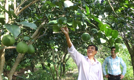 Vườn bưởi da xanh nhà anh Nguyễn Văn Nhựt với vụ trái này sẽ vào đợt tết.