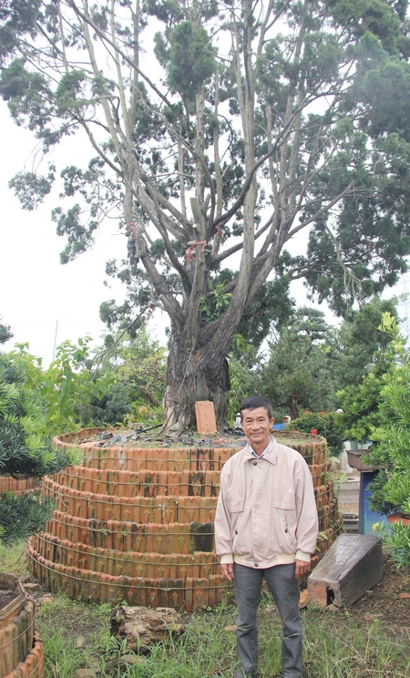  Nghệ nhân Năm Thoại bên cây diên tùng có giá 1,5 tỷ đồng.