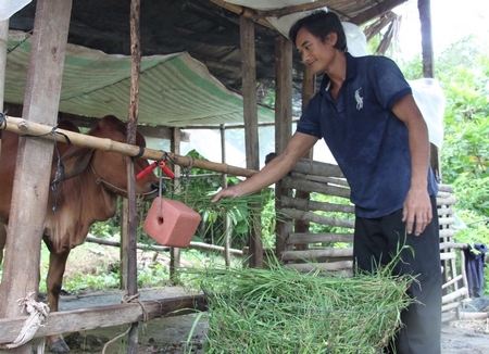 Anh Thạch Bình (xã Trà Côn- Trà Ôn) là một trong 400 hộ nghèo được hỗ trợ bò từ Dự án “Hỗ trợ hộ nghèo chăn nuôi bò giống, nâng cao đời sống” giai đoạn 2017- 2020.