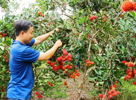 Anh Dương Nguyễn Minh Kha đến tận vườn chôm chôm để thu mua sản phẩm.
