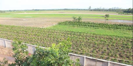 Bạt ngàn “ruộng cam sành” ở Thới Hòa. Đây là địa bàn có diện tích cam sành nhiều nhất huyện Trà Ôn.