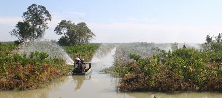 HTX Cam sành thuê đất lúa ở xã Đông Bình trong 10 năm, giúp nhiều bà con Khmer chuyển đổi việc làm hiệu quả.