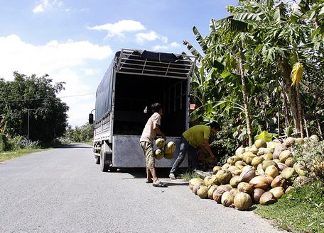  Xe tải đến tận nhà thu mua nông sản, xóa cảnh nông dân phải chở bằng xuồng ghe.