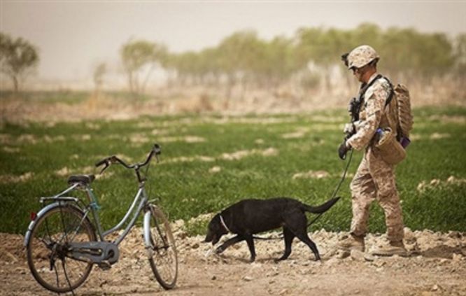  Chó nghiệp vụ được quân đội Mỹ sử dụng trong cuộc chiến ở Việt Nam (ảnh internet)