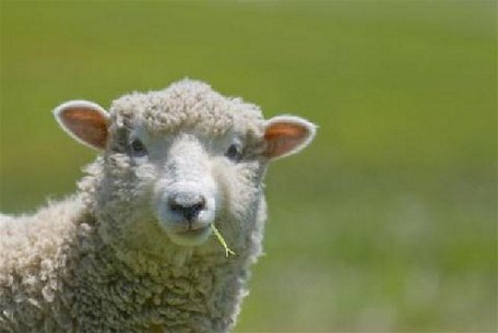 Một con cừu có thể nuôi sống một bộ phận cơ thể người hoàn thiện?