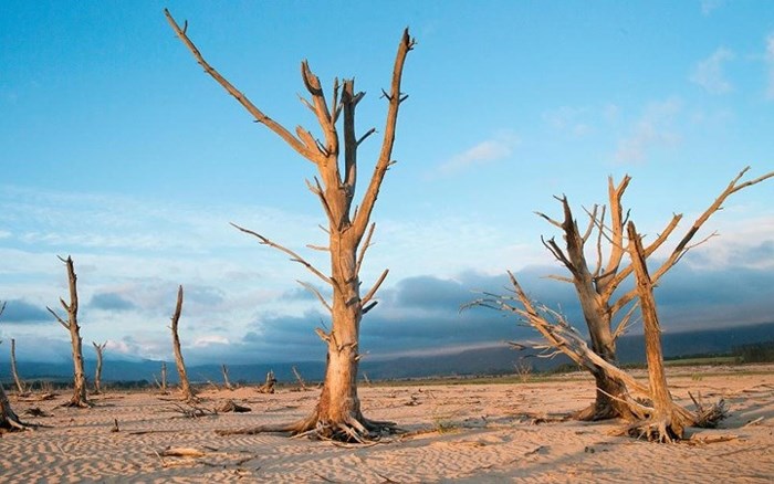 Những thân cây chết khô vì thiếu nước. Bức ảnh chụp tại một con đập gần Grabouw, cách thủ Cape Town của Nam Phi, 90km.