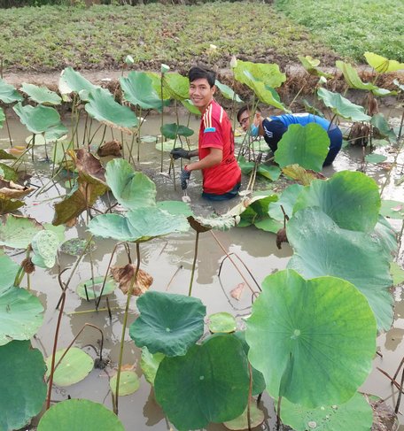 Thanh niên phường Đông Thuận tham gia trồng sen tạo vẻ mỹ quan cho đô thị.