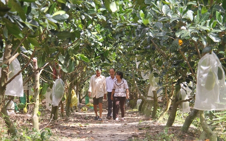 Ông Trần Thành Lộc giới thiệu vườn mít siêu sớm đang thu hoạch trái.