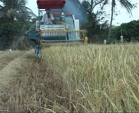 Thu hoạch lúa bằng cơ giới tại cánh đồng lớn Mỹ Thuận.