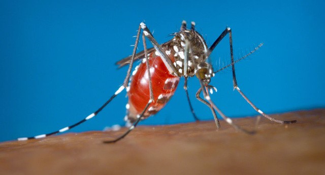 Các nhà khoa học đã phát hiện ra bí mật sự sống loài muỗi