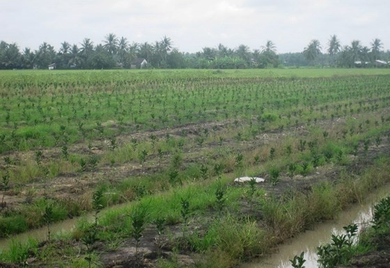 Nông dân huyện Cầu Kè (Trà Vinh) chuyển đổi đất lúa sang trồng cam sành 