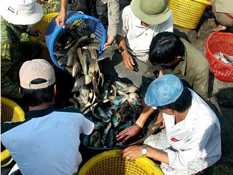 Thu hoạch cá đìa ở miệt U Minh, Cà Mau. (Ảnh: HOÀNG HẠNH)