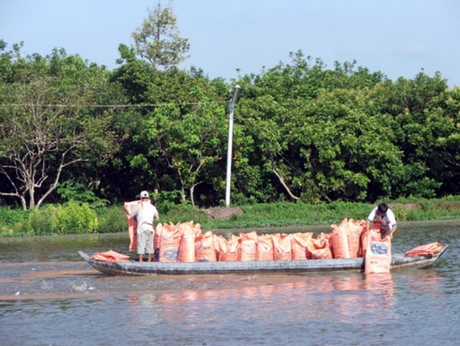 Người nuôi cá lẫn doanh nghiệp sản xuất chế biến cá tra tại ĐBSCL đều bị ảnh hưởng bởi thuế chống bán phá giá do phía Mỹ áp đặt. Trong ảnh: Nuôi cá tra tại Vĩnh Long. 