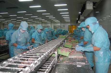 Sản phẩm cá tra của Việt Nam sẽ khó có thể vào thị trường Mỹ khi bị áp thuế chống bán phá giá cao kỷ lục. Trong ảnh: Sản xuất chế biến cá tra tại khu vực ĐBSCL.