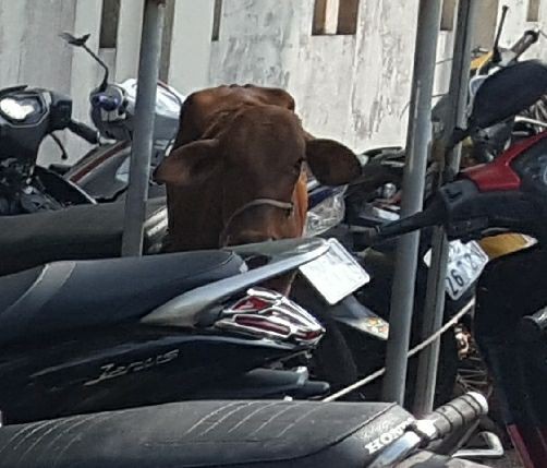 Con bò này đang chờ chủ nhân đến nhận về. Ảnh: Hồng Vân.