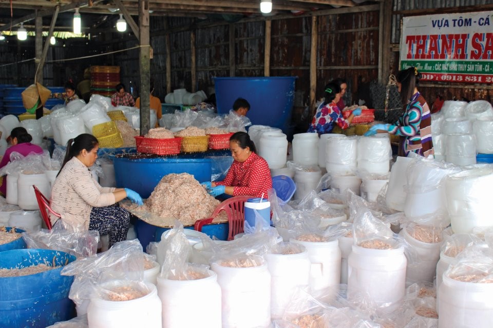 Chị em tranh thủ đến vựa thu mua để lựa ruốc, phân loại và đóng thùng, mỗi ngày có thể kiếm được từ 200.000-300.000 đồng.