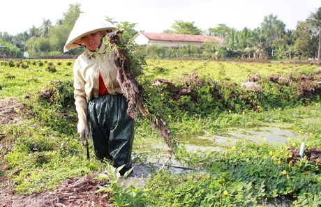 Mô hình trồng rau nhút trên đất ruộng giúp chị Tồn nâng cao thu nhập.