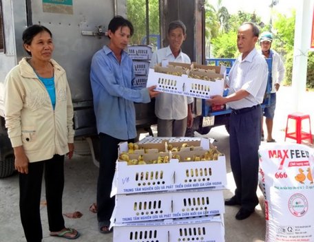 Bàn giao giống vịt biển cho hộ chăn nuôi tham gia dự án tại huyện Vũng Liêm.