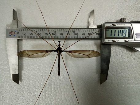 Con muỗi có sải cánh rộng 11,15cm, lớn hơn một con muỗi bình thường gấp 10 lần - Ảnh: TÂN HOA XÃ