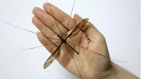Con muỗi to nhất thế giới được ông Triệu phát hiện ở tỉnh Tứ Xuyên - Ảnh: TÂN HOA XÃ
