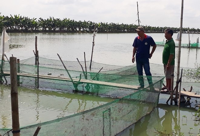 Gia cá tra đang tăng, nhiều hộ dân chuyển đổi trồng lúa sang nuôi cá.