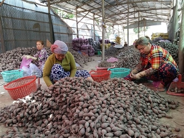 Phân loại khoai lang sau thu hoạch tại nhà ông Đỗ Văn Thum