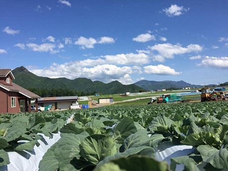 Lao động tham gia làm nông nghiệp tại Nhật vừa có thu nhập cao, vừa có thể học thêm được nhiều kiến thức về làm nông nghiệp sạch. Ảnh: ĐT.