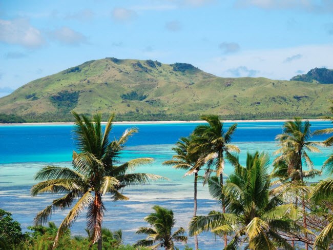 Hàng cọ xanh mướt đu đưa theo gió trên đảo nhiệt đới Fiji.