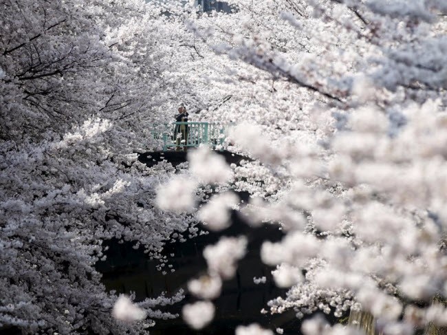Người đàn ông đứng trên cầu, chiêm ngưỡng hoa anh đào nở rộ tại thành phố Tokyo, Nhật Bản.