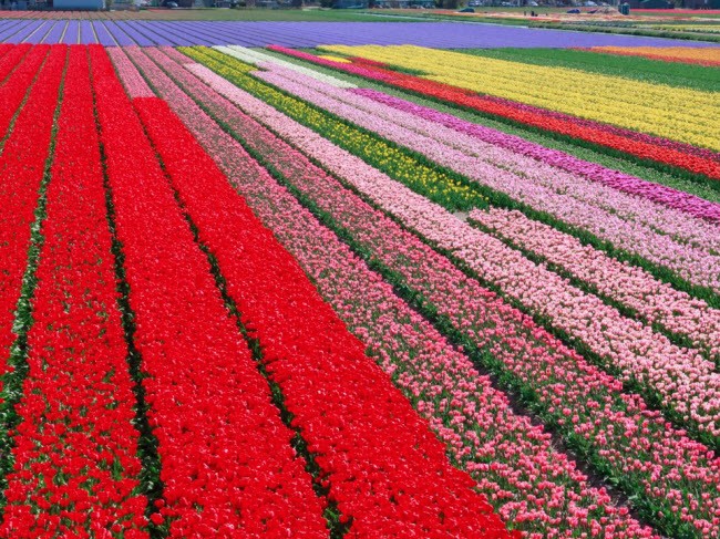 Những thảm hoa nhiều màu sắc trên cánh đồng ở Keukenhof, Hà Lan.
