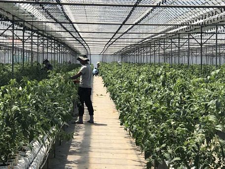 Người lao động Việt Nam đang chăm sóc cà chua ở Hàn Quốc. Ảnh: A.TUYẾT