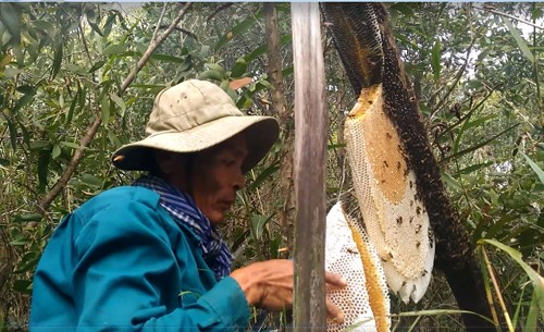 Những tổ ong đầy mật được thu hoạch tại rừng U Minh Hạ. Ảnh: dantri.com.vn