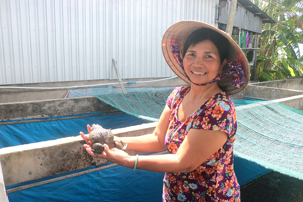 Mô hình nuôi ếch Thái Lan mang lại hiệu quả kinh tế cao cho các hộ nông dân như gia đình bà Yên.
